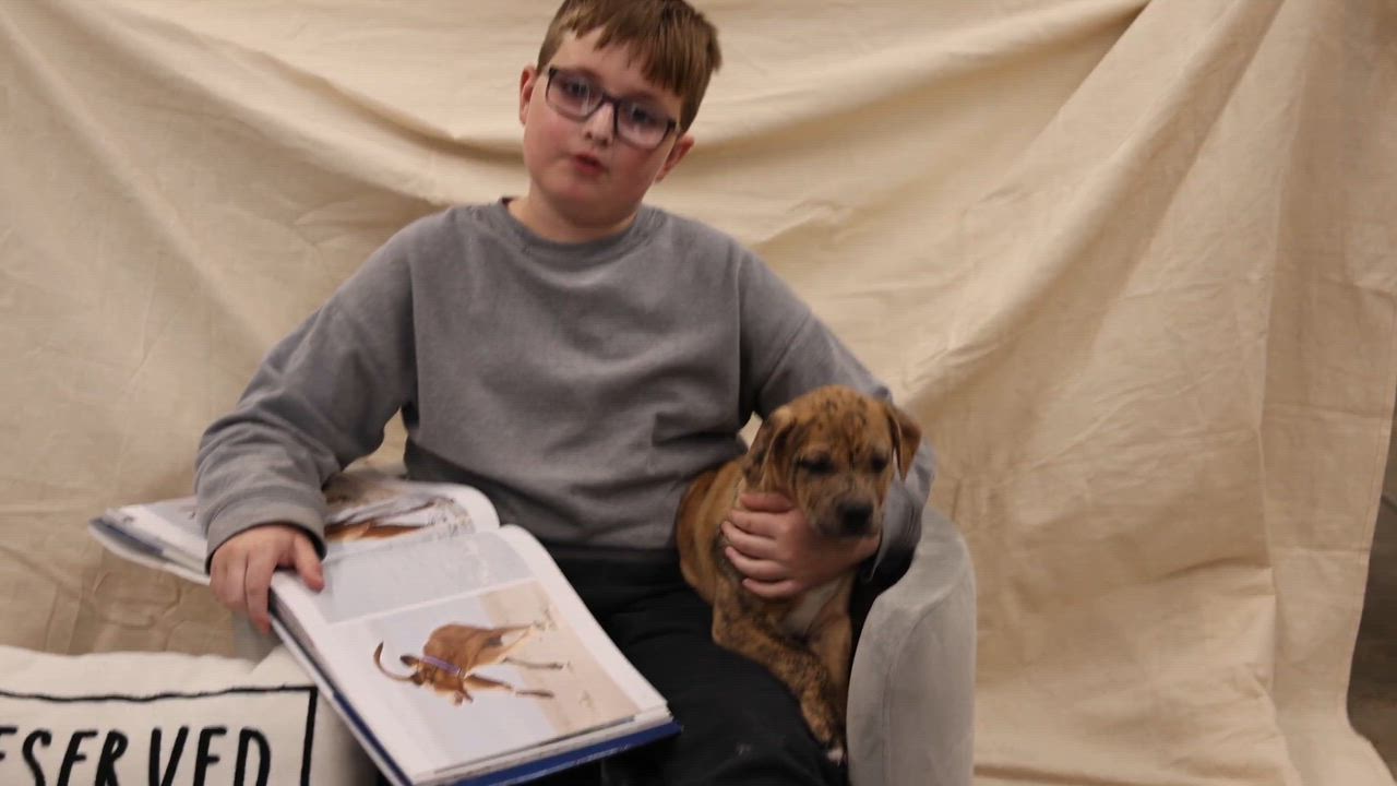 Enlarge Puppy-1, an adopted mixed breed in Clarinda, IA video 4/4
