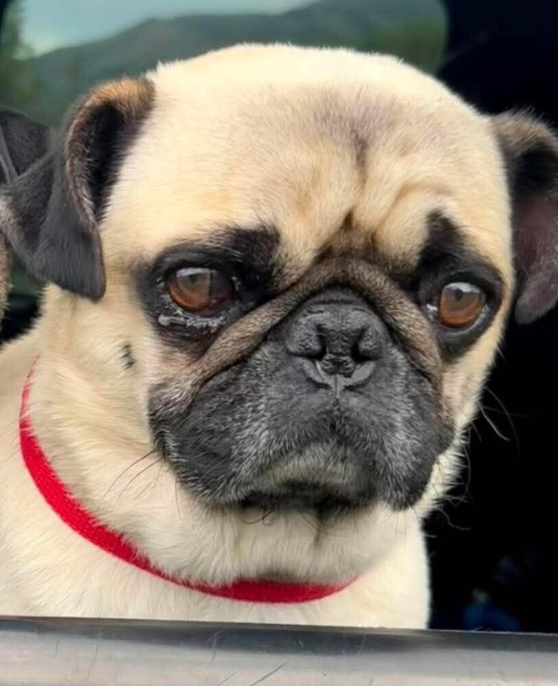 Paco, a Adoptable Pug in Eagle, ID image 1/6