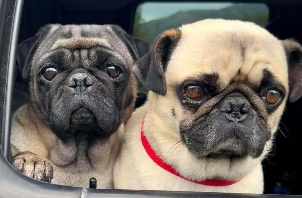 Paco, a Adoptable Pug in Eagle, ID image 2/6