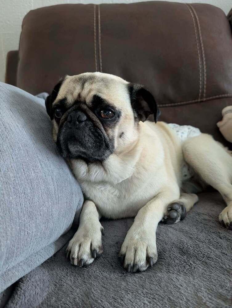 Paco, a Adoptable Pug in Eagle, ID image 3/6