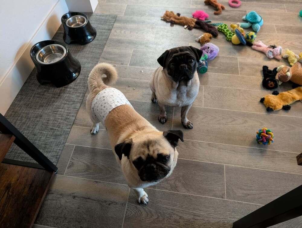 Paco, a Adoptable Pug in Eagle, ID image 4/6