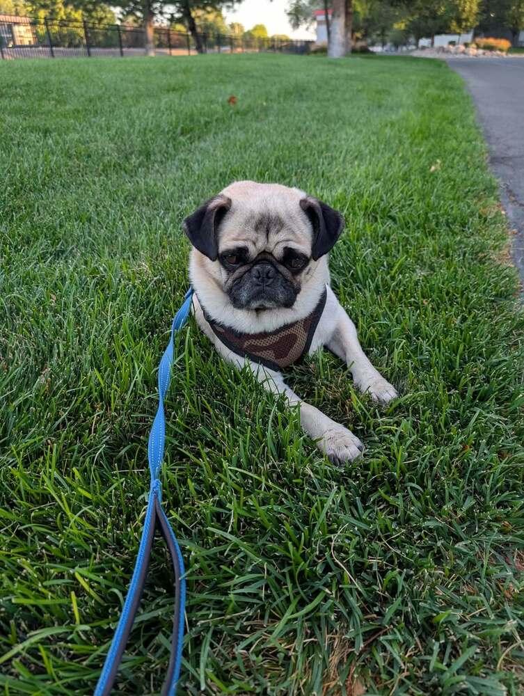 Paco, a Adoptable Pug in Eagle, ID image 5/6