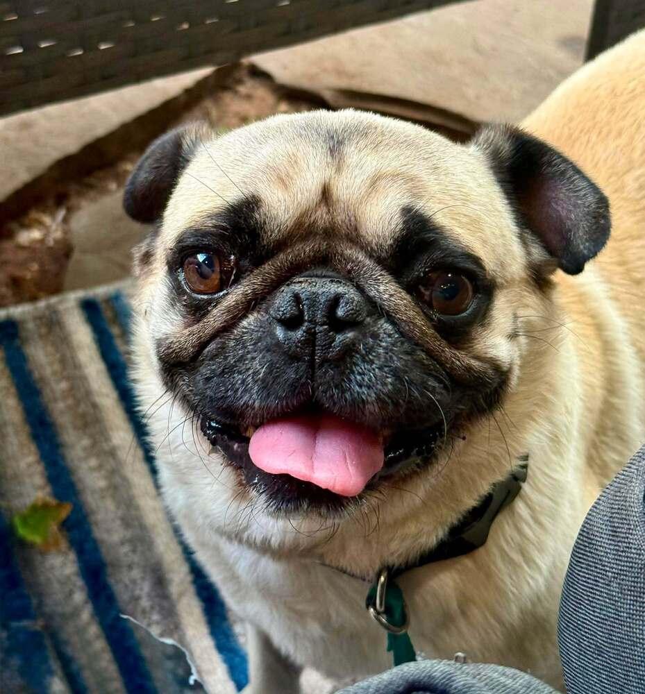 Paco, a Adoptable Pug in Eagle, ID image 6/6