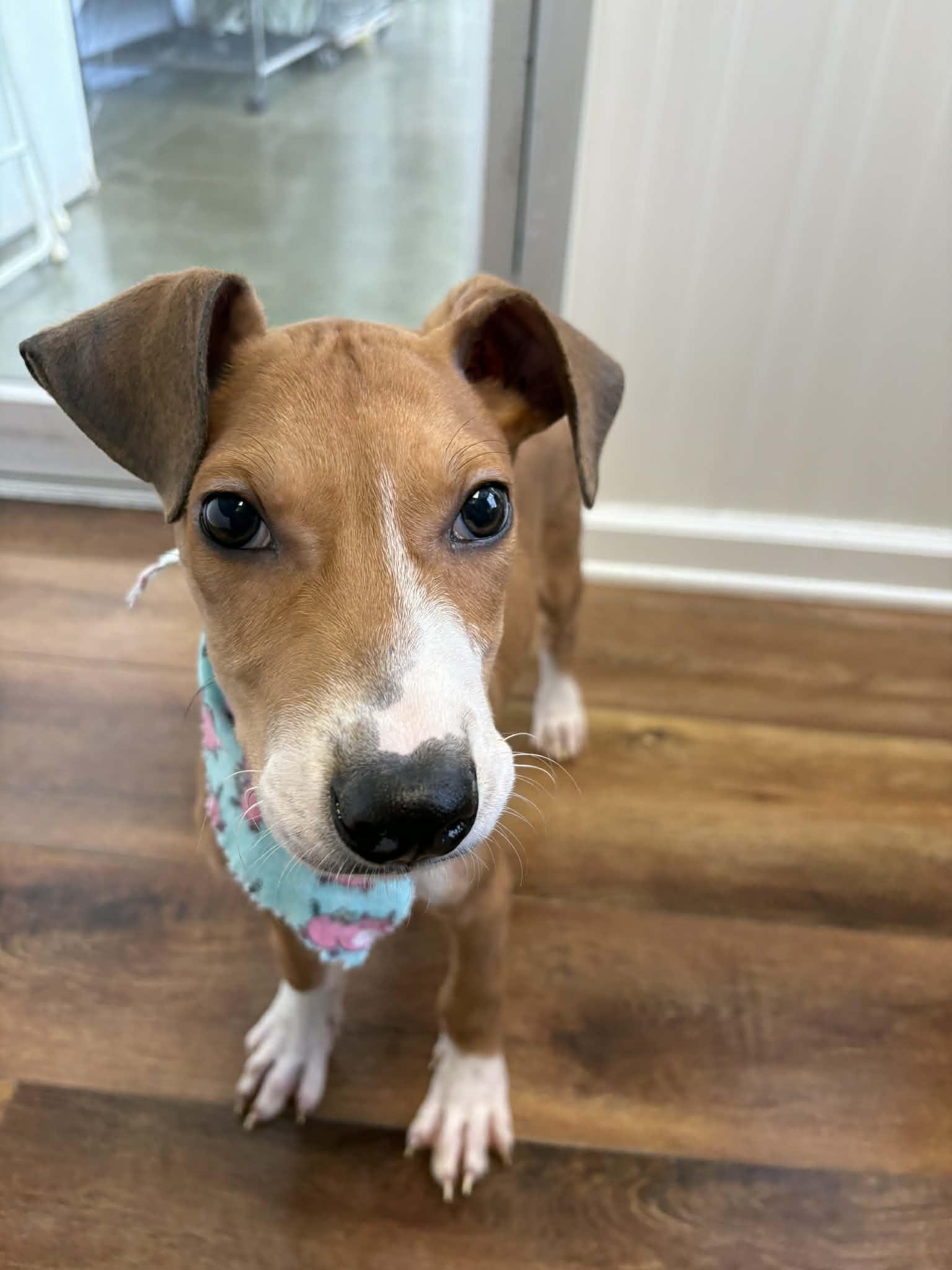 Enlarge Baxter, a ADOPTABLE mixed breed in Parma, OH image 1/2