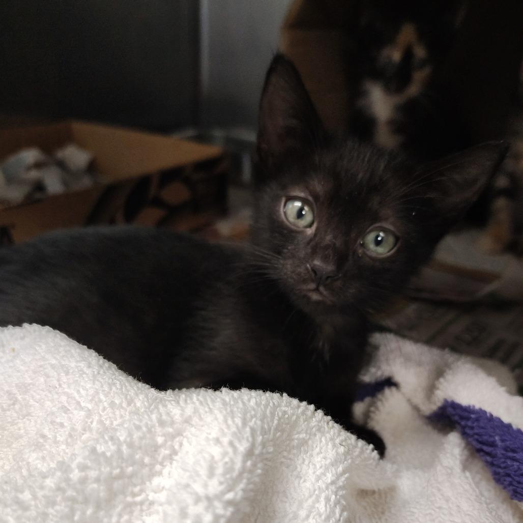 Cayen, Adoptable, Young Female Domestic Short Hair.