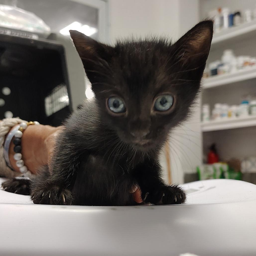 Enlarge Cayen, a Adoptable Domestic Short Hair in Vieques, PR image 2/2