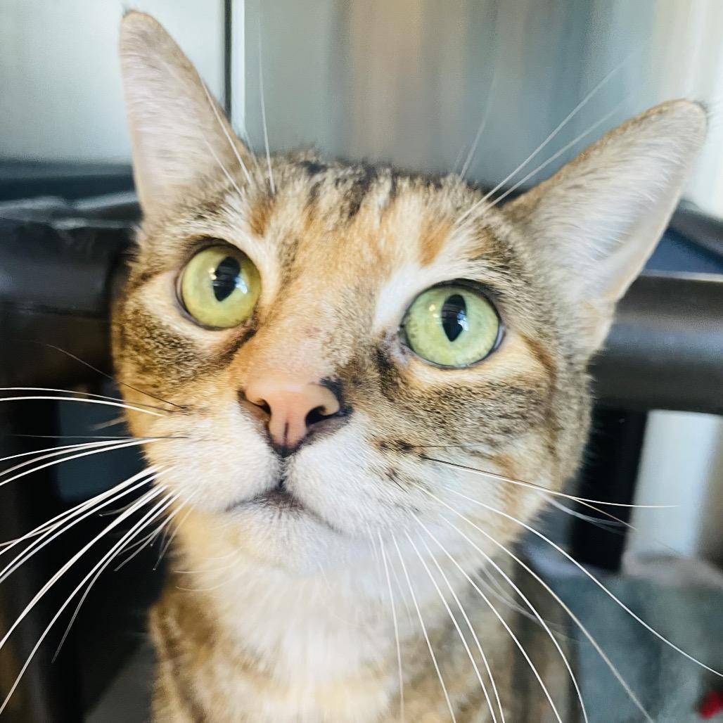 Veronica, Adoptable, Adult Female Domestic Short Hair.