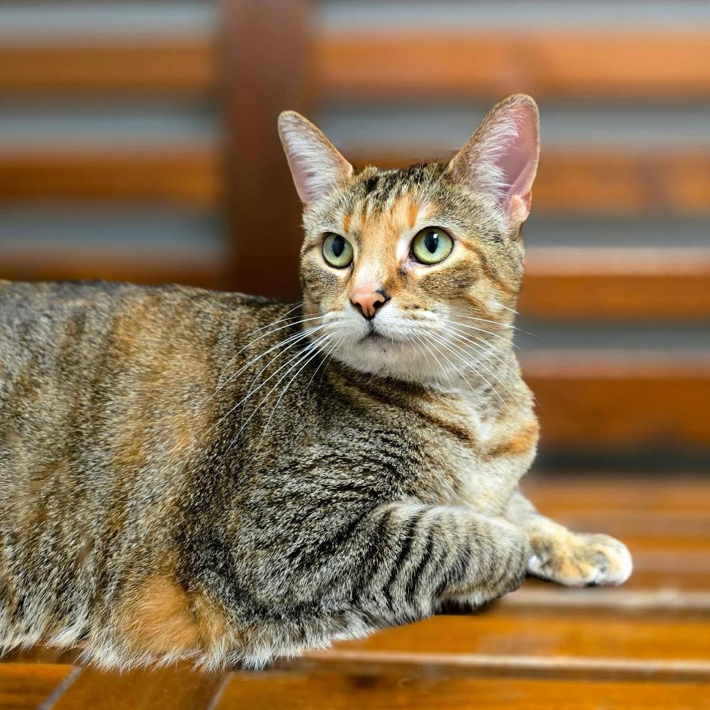 Enlarge Veronica, a Adoptable mixed breed in Columbia Station, OH image 2/6