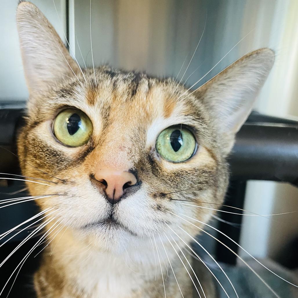 Enlarge Veronica, a Adoptable mixed breed in Columbia Station, OH image 2/5