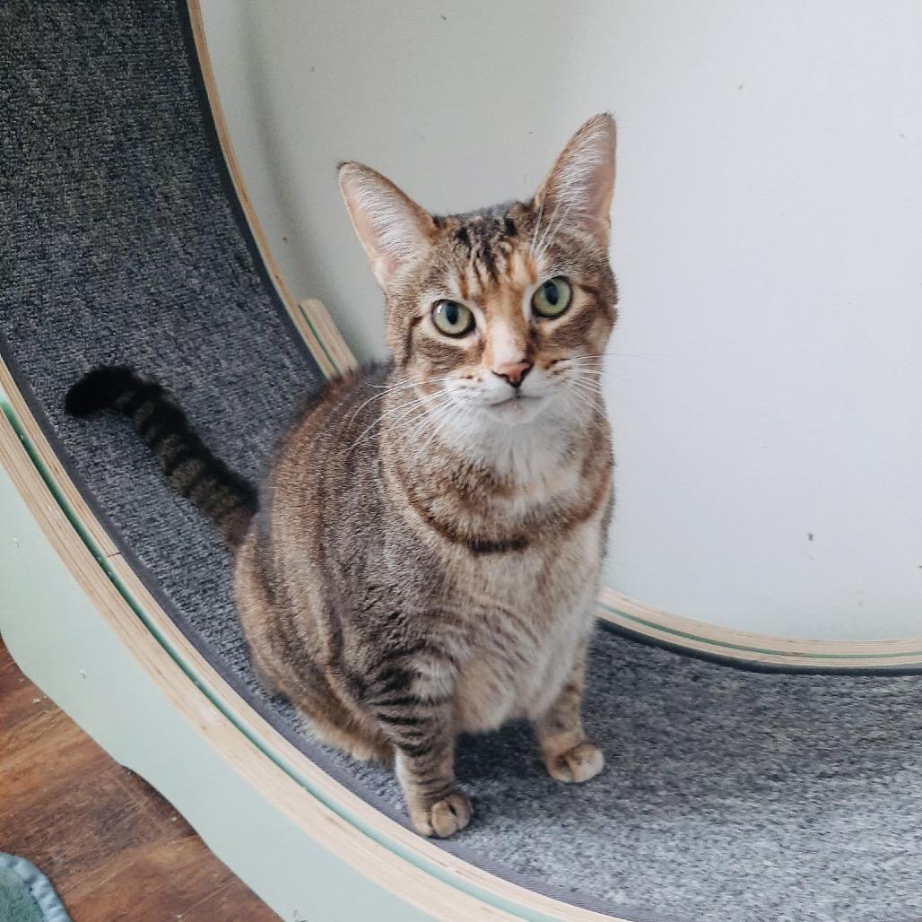 Enlarge Veronica, a Adoptable mixed breed in Columbia Station, OH image 4/5