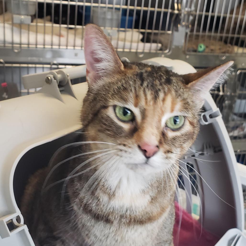 Enlarge Veronica, a Adoptable mixed breed in Columbia Station, OH image 5/5