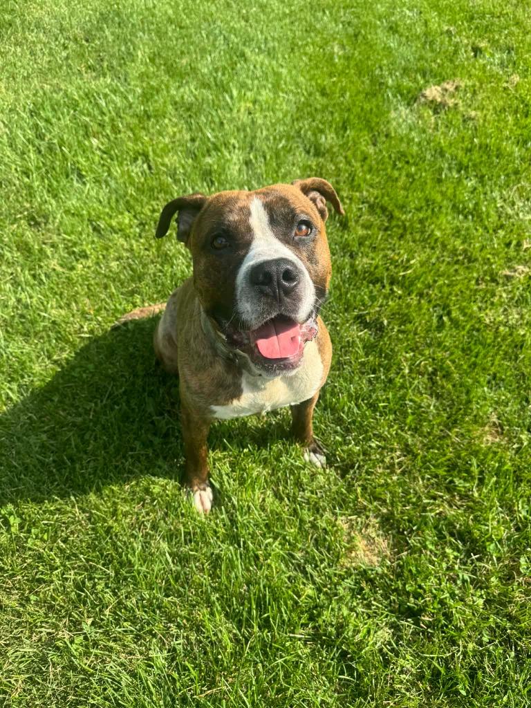 Enlarge Rocky, a Adoptable mixed breed in Marion, OH image 1/1