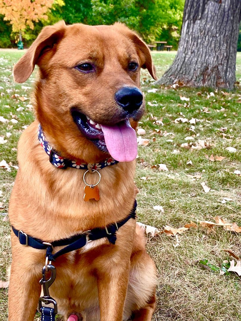Charlie-No Longer Accepting Applications