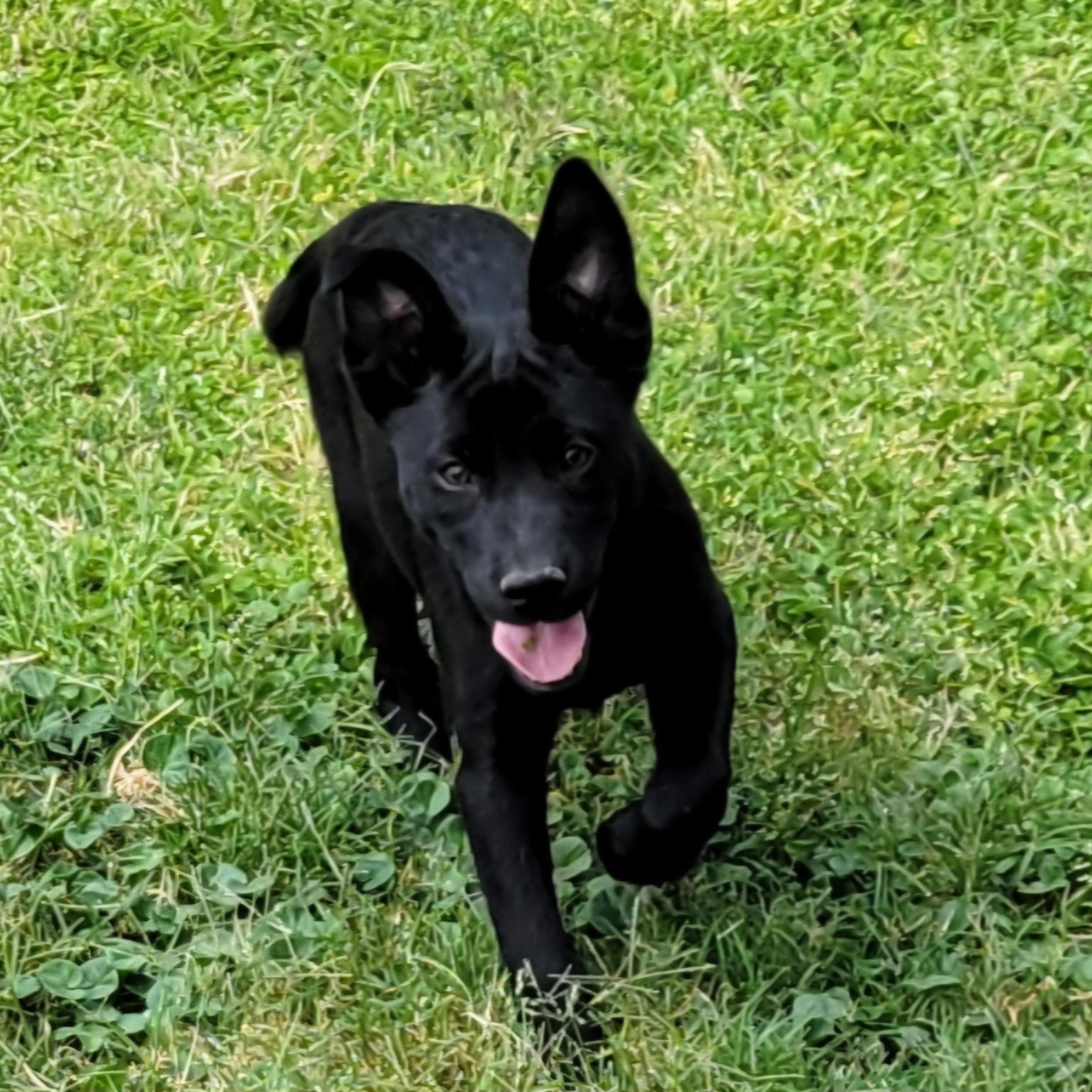 Enlarge River, a Adoptable mixed breed in Gilbert, AZ image 5/5