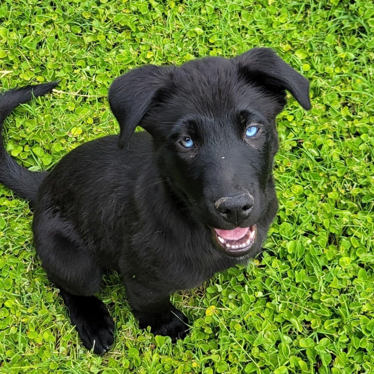 Enlarge River, a Adoptable mixed breed in Gilbert, AZ image 4/5