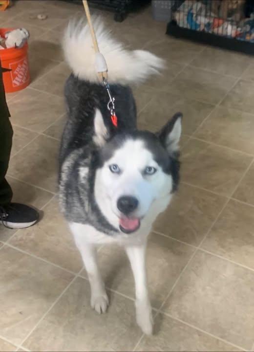 Mishka, adopted, Adult Female Husky.