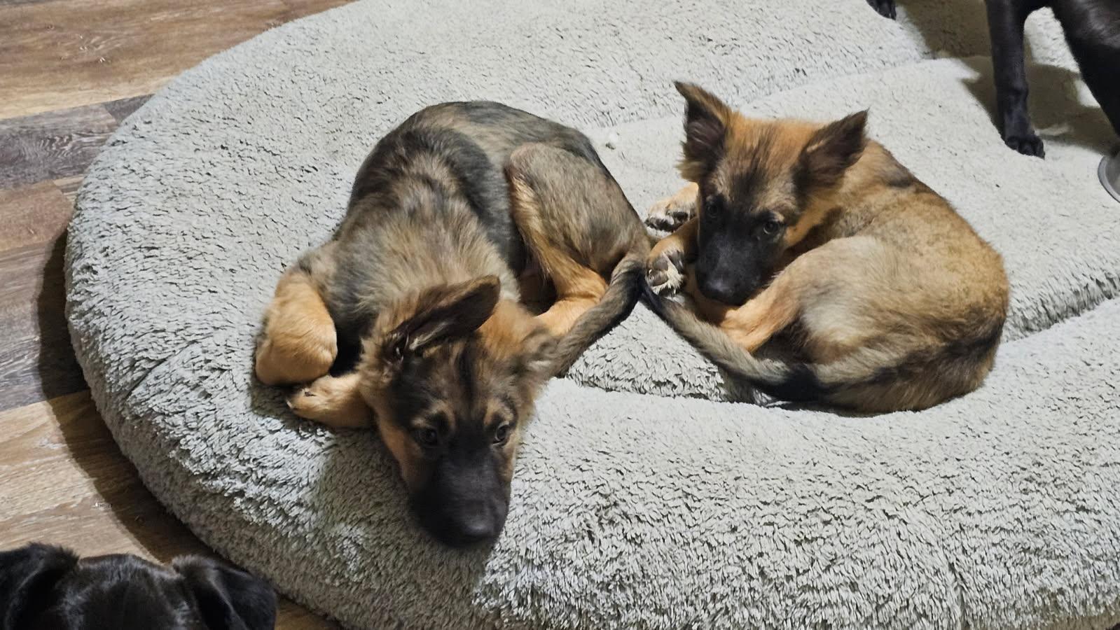 Enlarge Zion, a Adopted Shepherd in Fort Collins, CO image 2/2