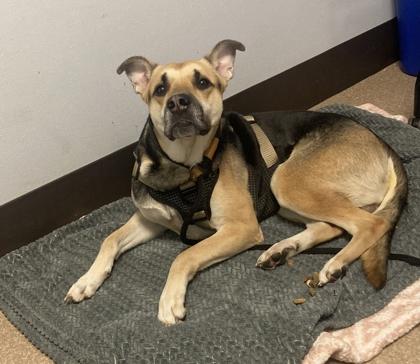 Neptune, Adoptable, Adult Male Shepherd & Retriever.