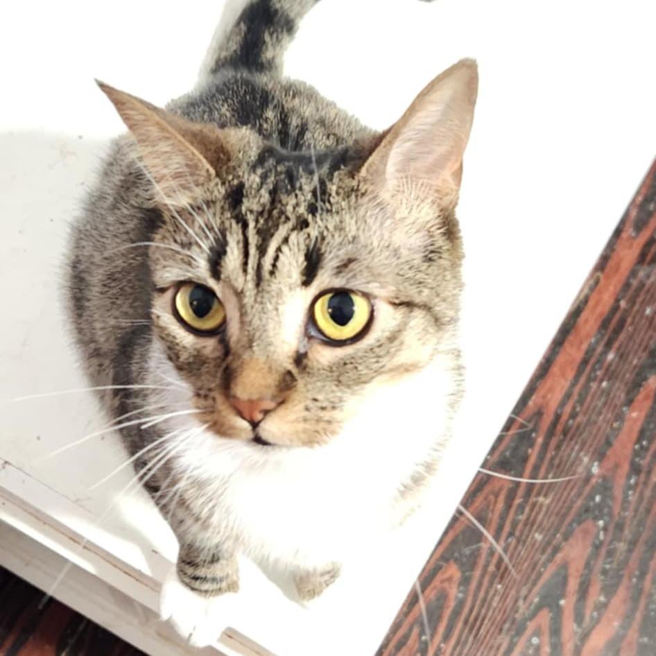 Enlarge Pips, a Adoptable Domestic Short Hair in Southington, OH image 2/2