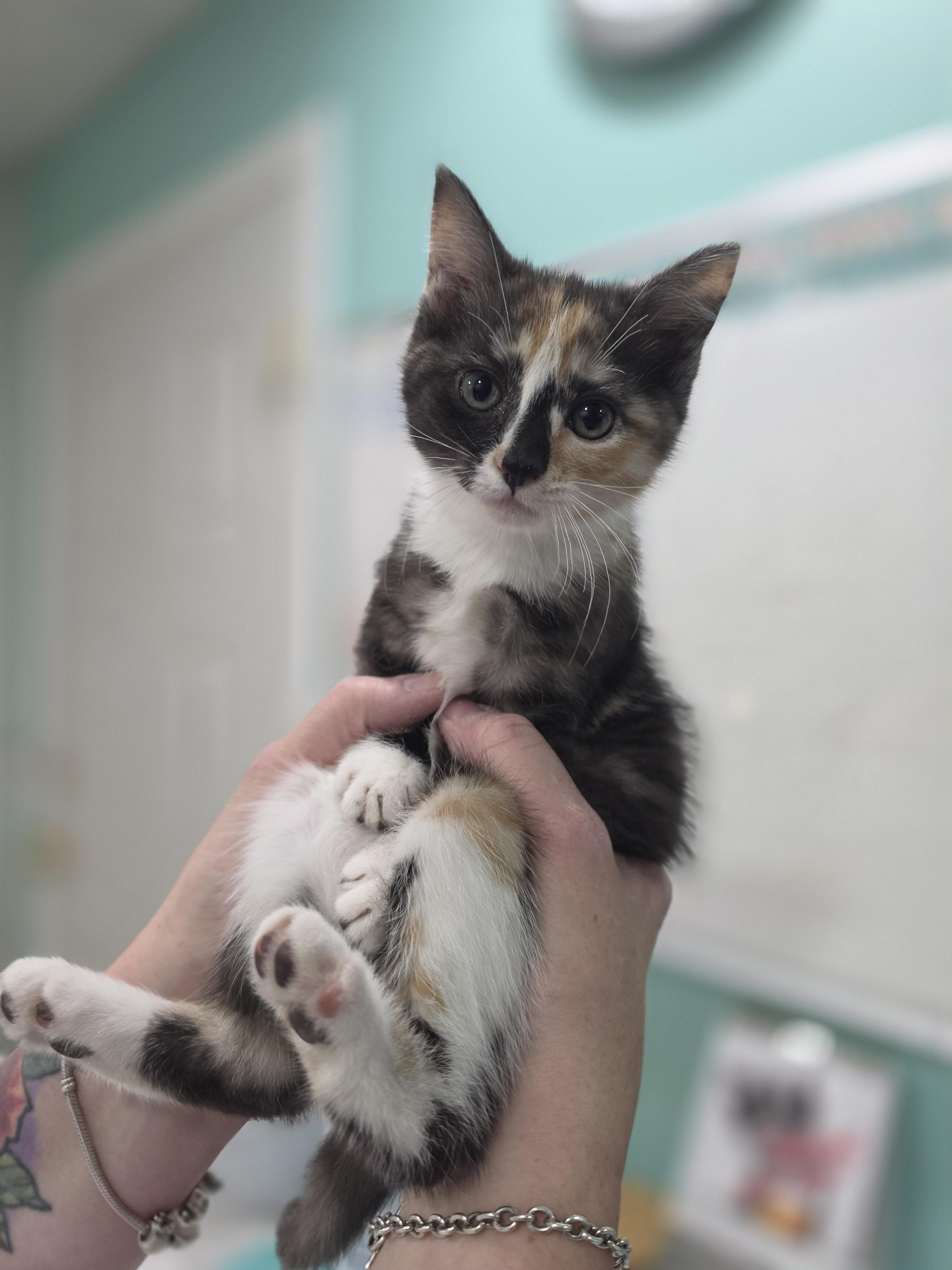 11052026F, Adopted, Kitten Female Domestic Short Hair.