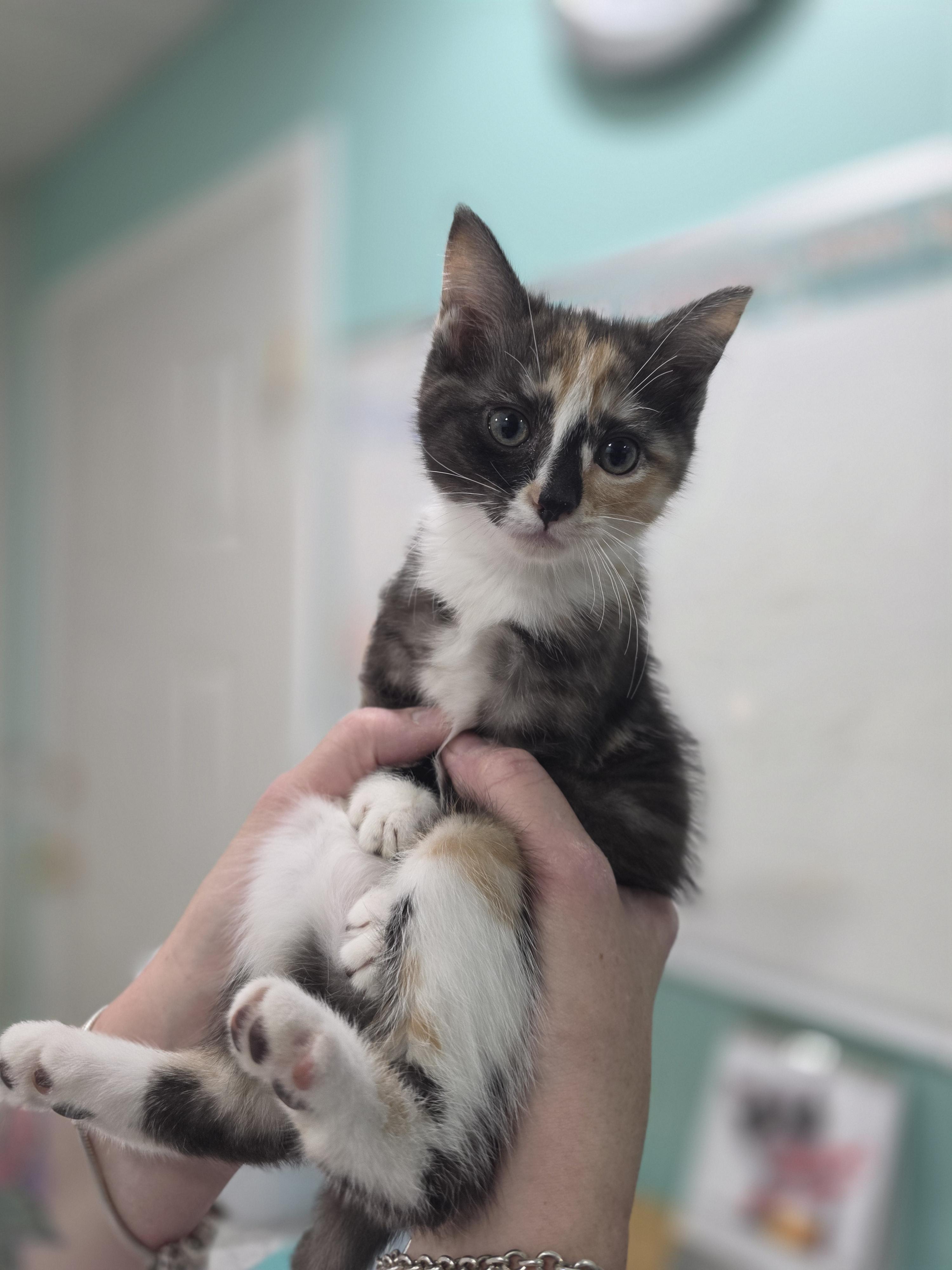 11052026F, a Adopted Domestic Short Hair in Kamloops, BC image 2/4