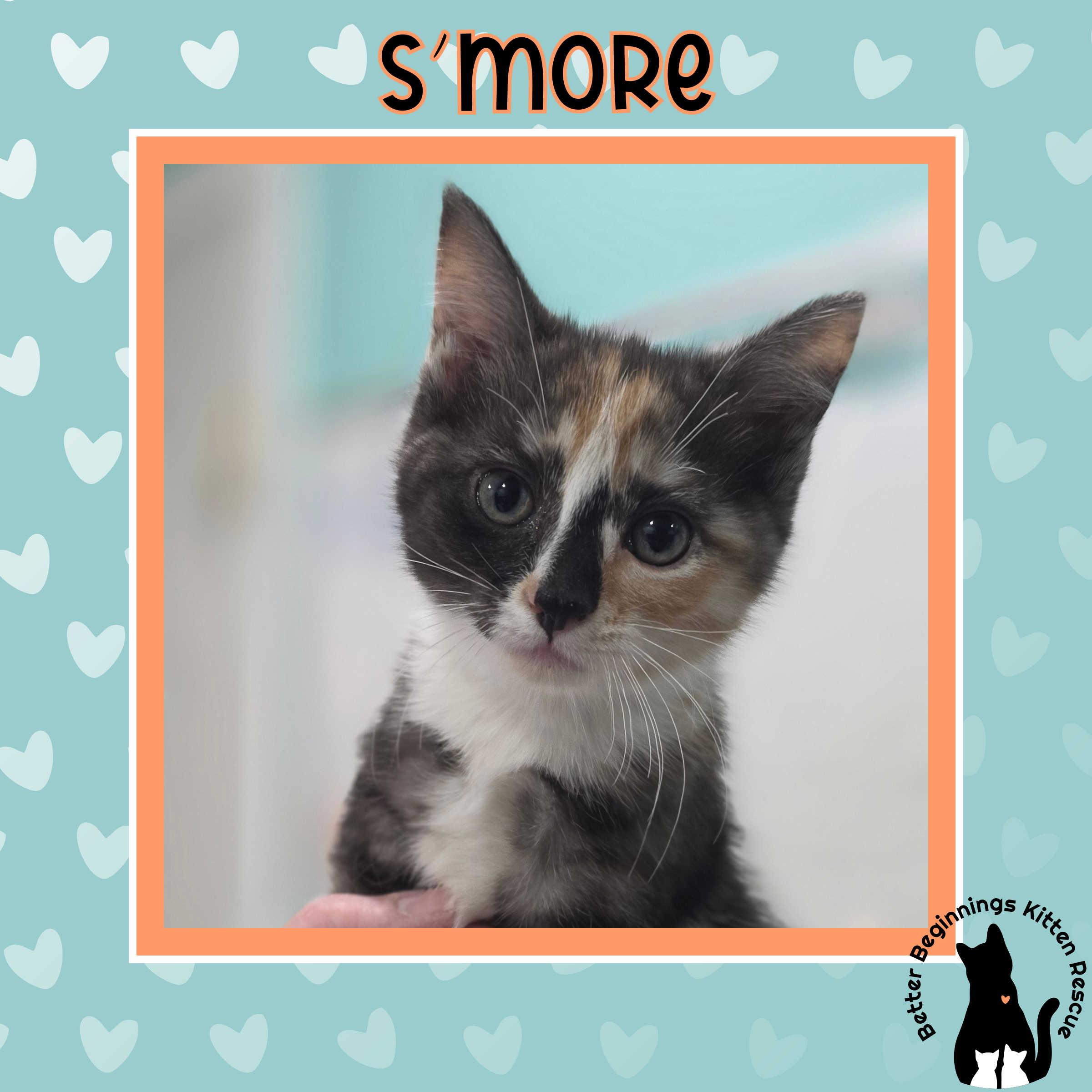 11052026F, a Adopted Domestic Short Hair in Kamloops, BC image 4/4