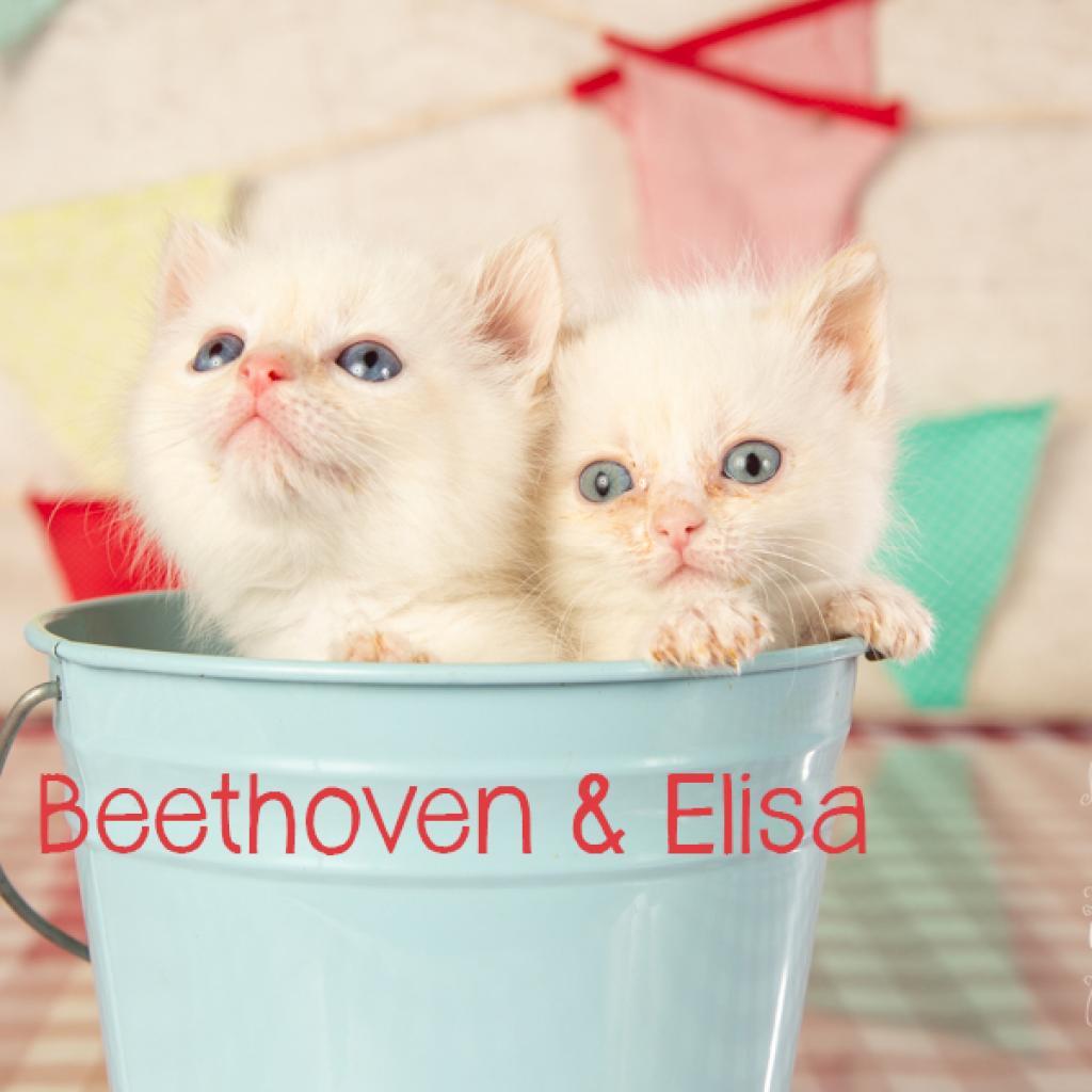 Elise, Adoptable, Adult Female Domestic Short Hair.