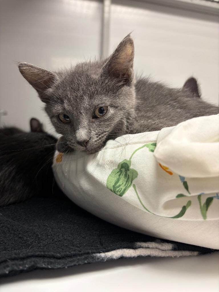 Enlarge Lost, a Adoptable mixed breed in Peoria, AZ image 1/3
