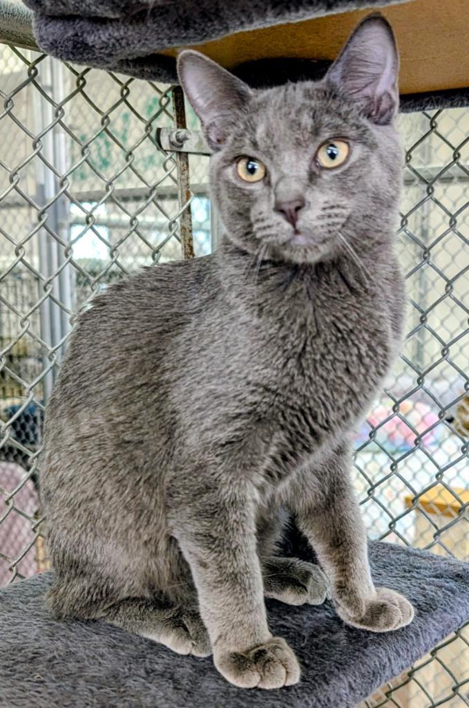Enlarge Lost, a Adoptable mixed breed in Peoria, AZ image 2/3