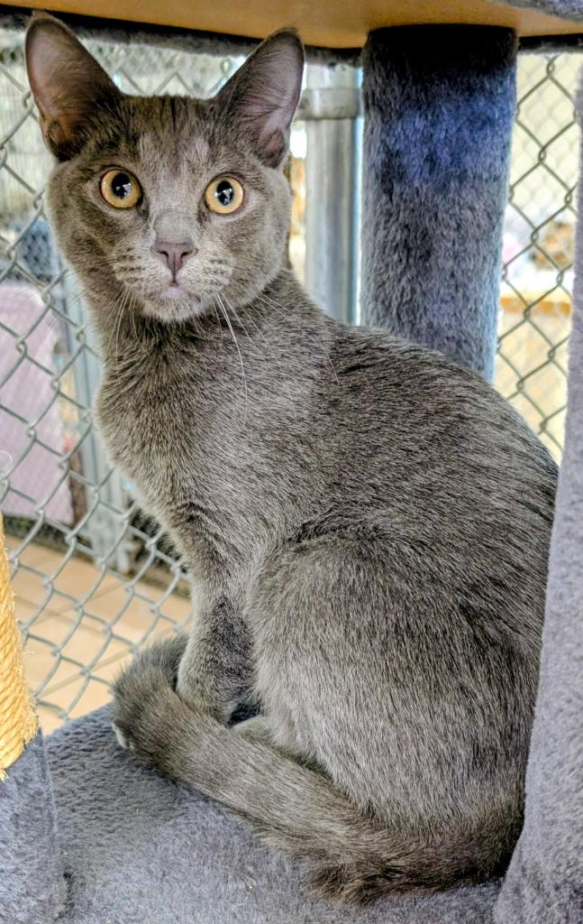 Enlarge Lost, a Adoptable mixed breed in Peoria, AZ image 3/3