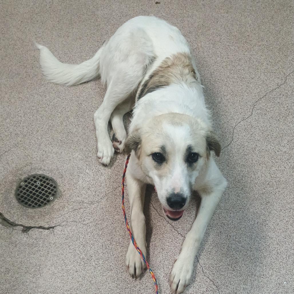 Baby, Adoptable, Young Female Collie & Anatolian Shepherd.