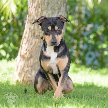 Snapple, Adoptable, Adult Female Rottweiler & American Staffordshire Terrier.