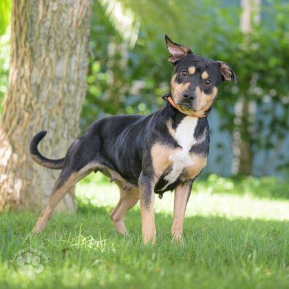 Enlarge Snapple, a Adoptable mixed breed in Honolulu, HI image 3/3