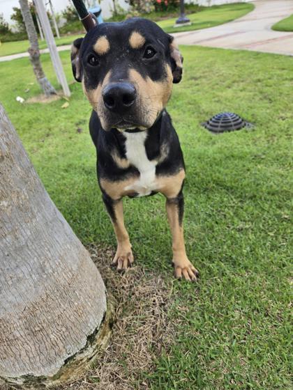 Enlarge Snapple, a Adoptable mixed breed in Honolulu, HI image 3/3