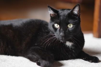 Cameron - Available in Foster, Adoptable, Adult Male Domestic Short Hair & Domestic Short Hair.