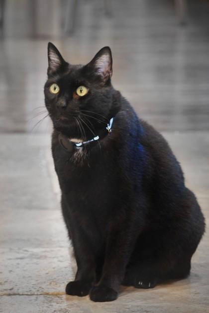Enlarge Cameron - Available in Foster, a Adoptable mixed breed in Madison, NJ image 2/3