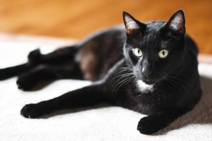 Enlarge Cameron - Available in Foster, a Adoptable mixed breed in Madison, NJ image 3/3