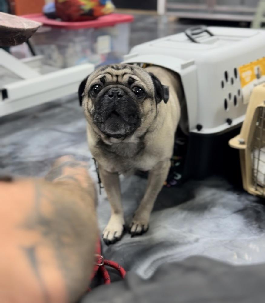 Enlarge Pookie, a Adoptable Pug in ventura, CA image 1/1