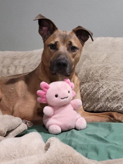 Enlarge Rumble, a Adoptable mixed breed in Mishawaka, IN image 2/6