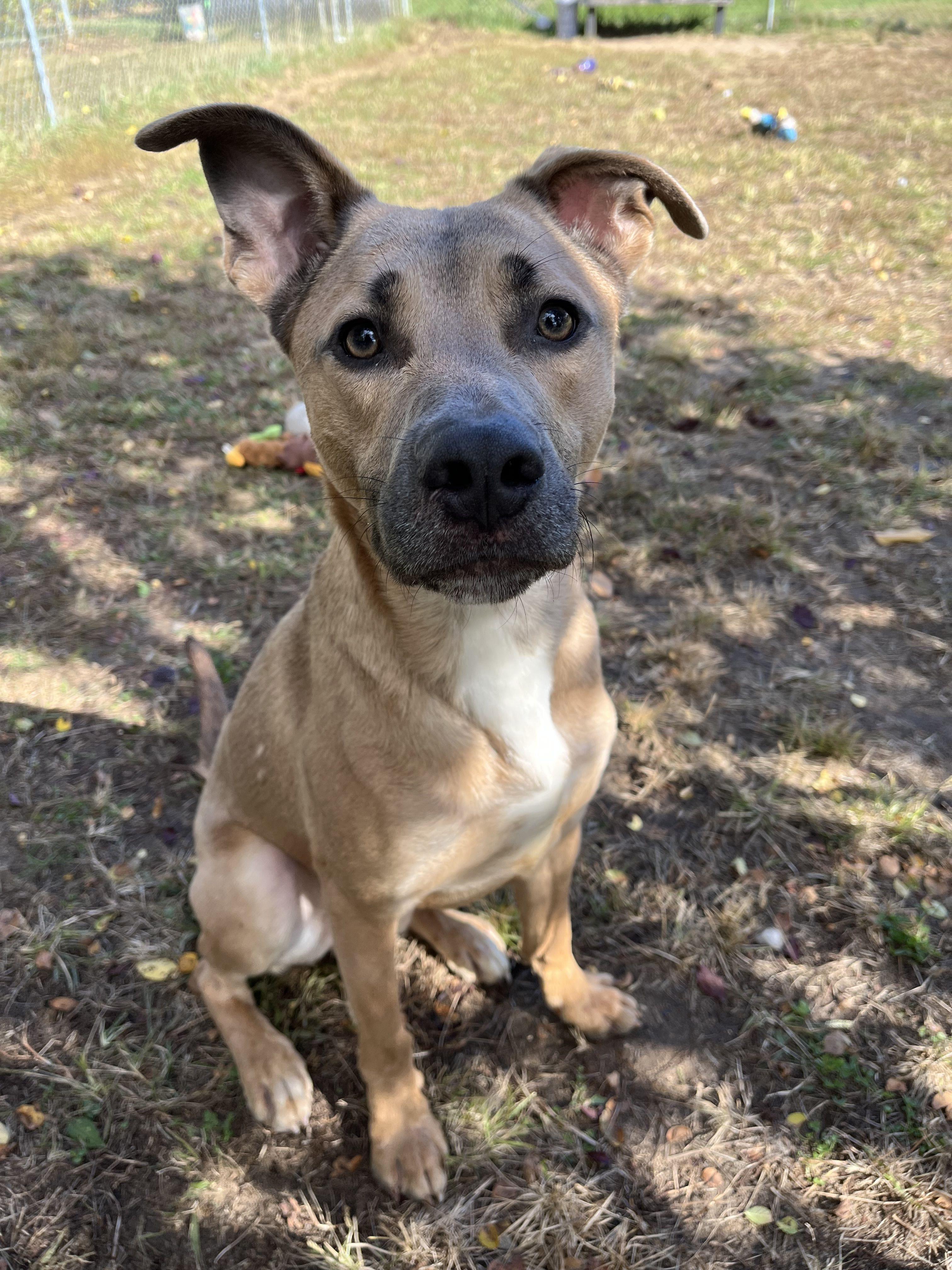 Enlarge Rumble, a Adoptable mixed breed in Mishawaka, IN image 4/6