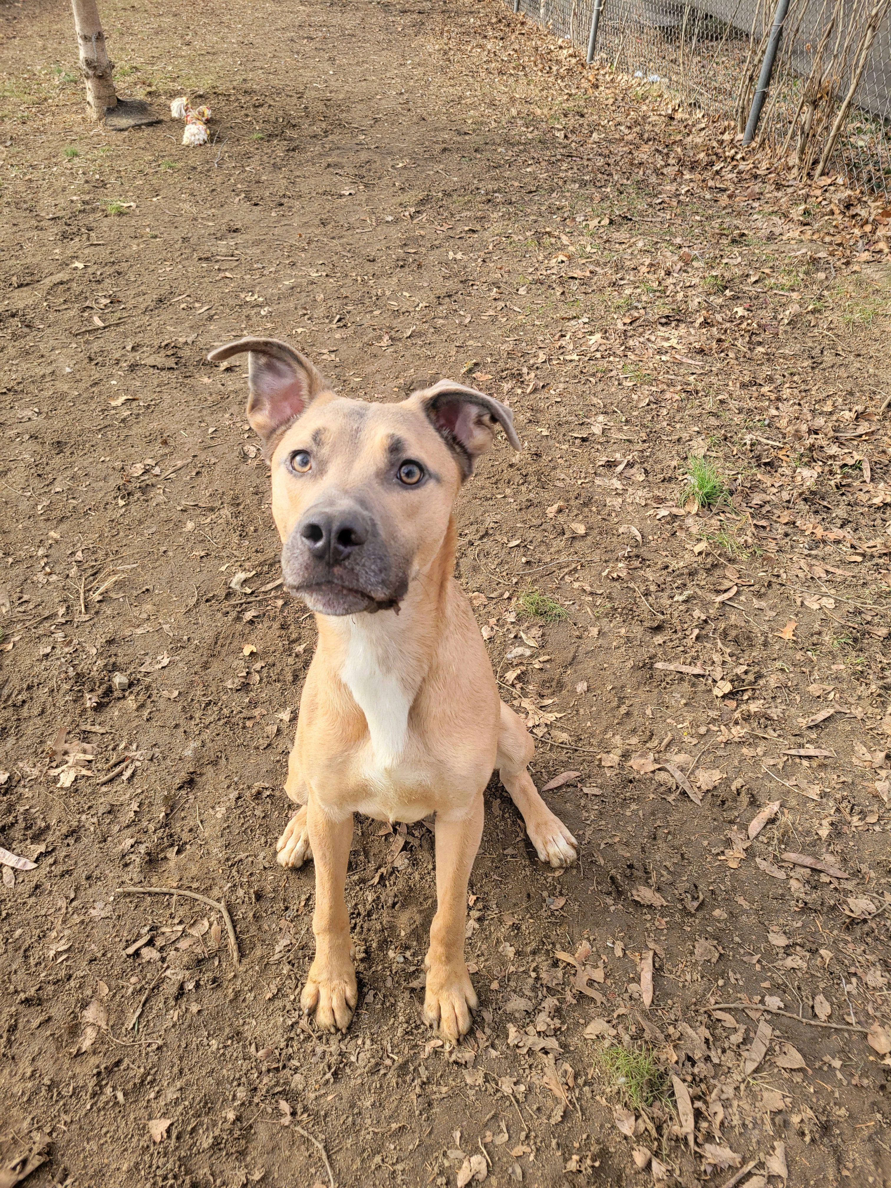 Enlarge Rumble, a Adoptable mixed breed in Mishawaka, IN image 3/6