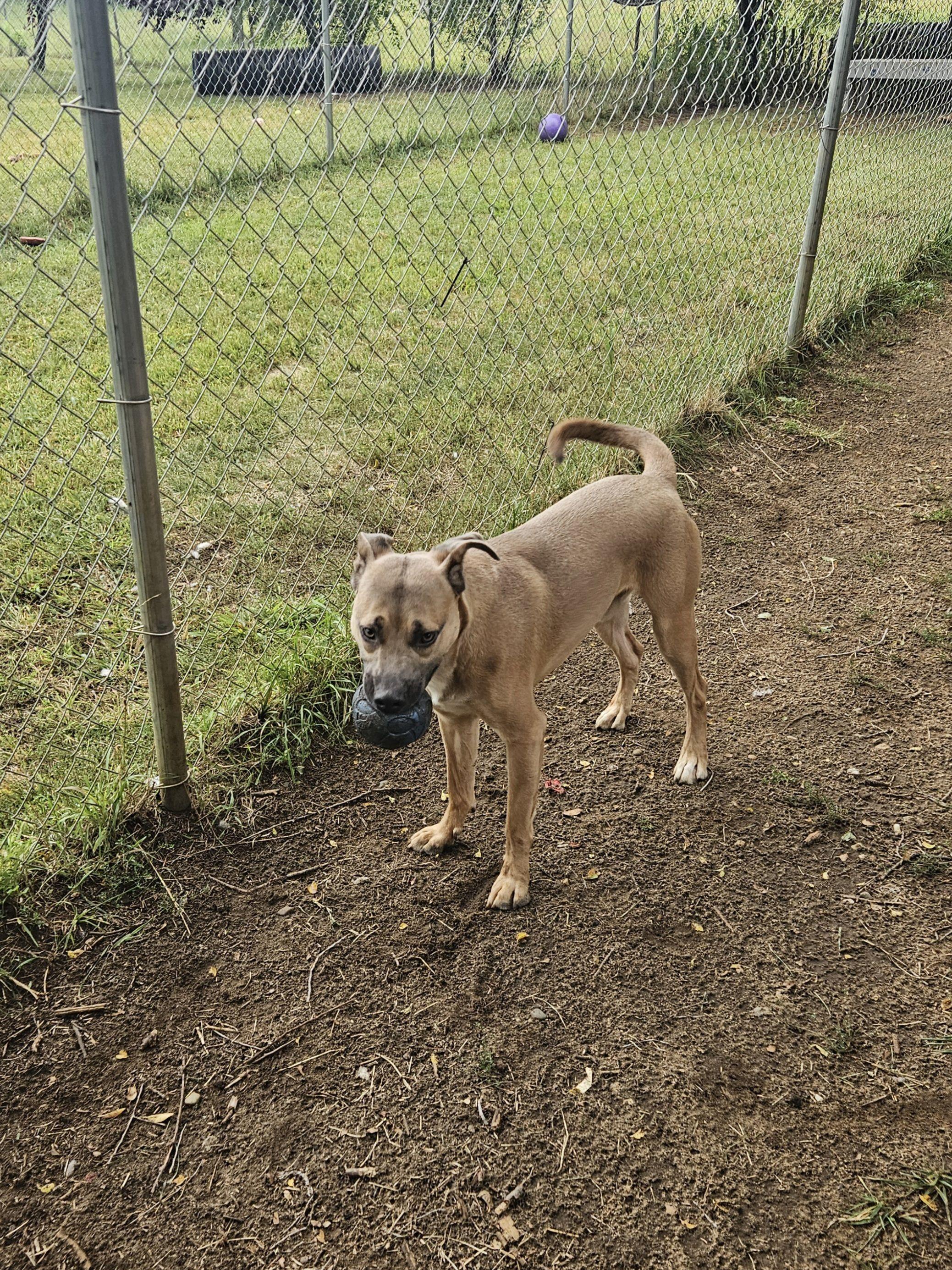 Enlarge Rumble, a Adoptable mixed breed in Mishawaka, IN image 6/6
