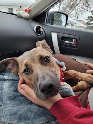 Rumble, Adoptable, Adult Male Mixed Breed.