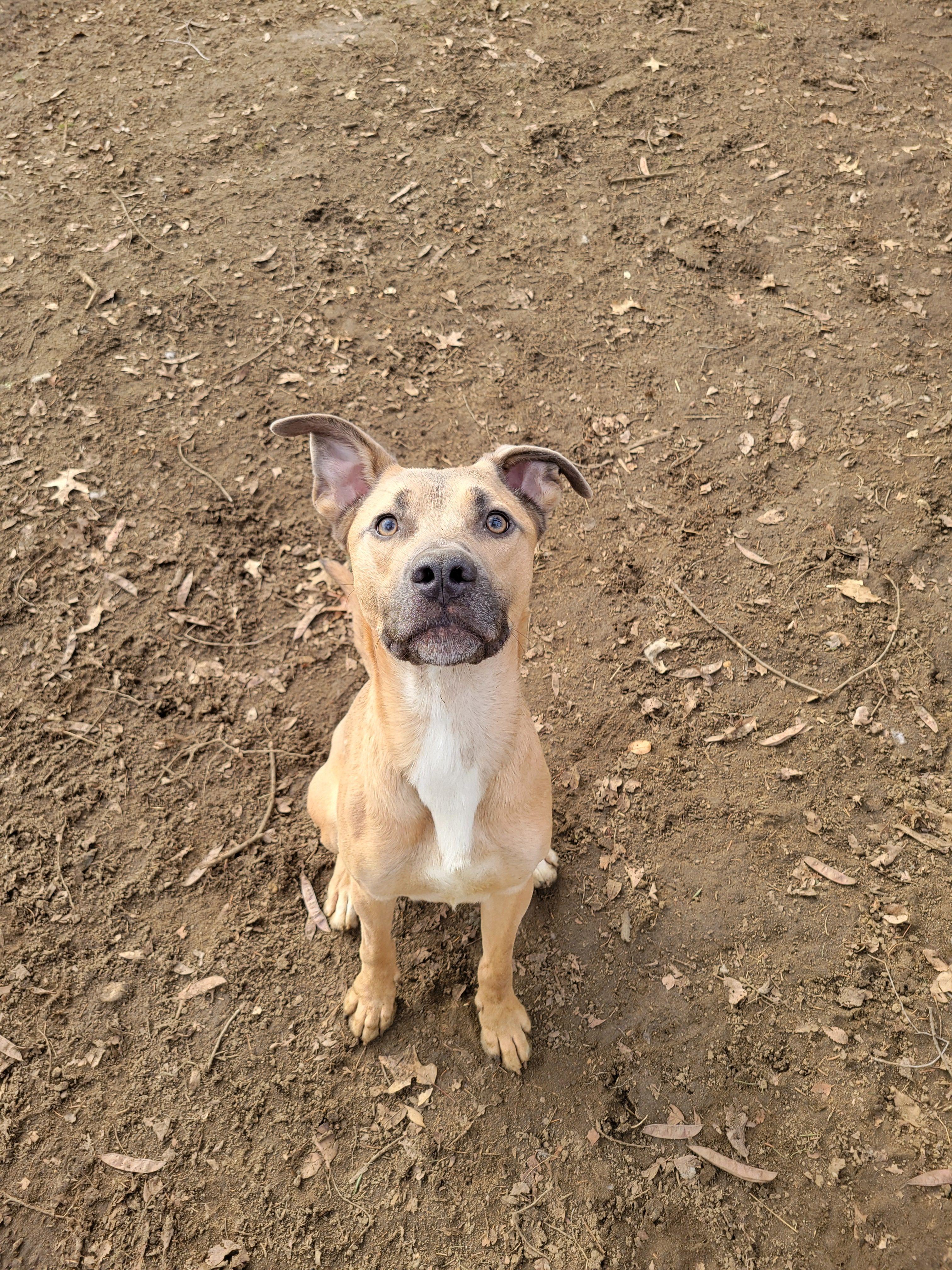 Enlarge Rumble, a Adoptable mixed breed in Mishawaka, IN image 1/6