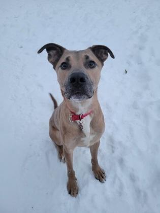 Enlarge Rumble, a Adoptable mixed breed in Mishawaka, IN image 4/6