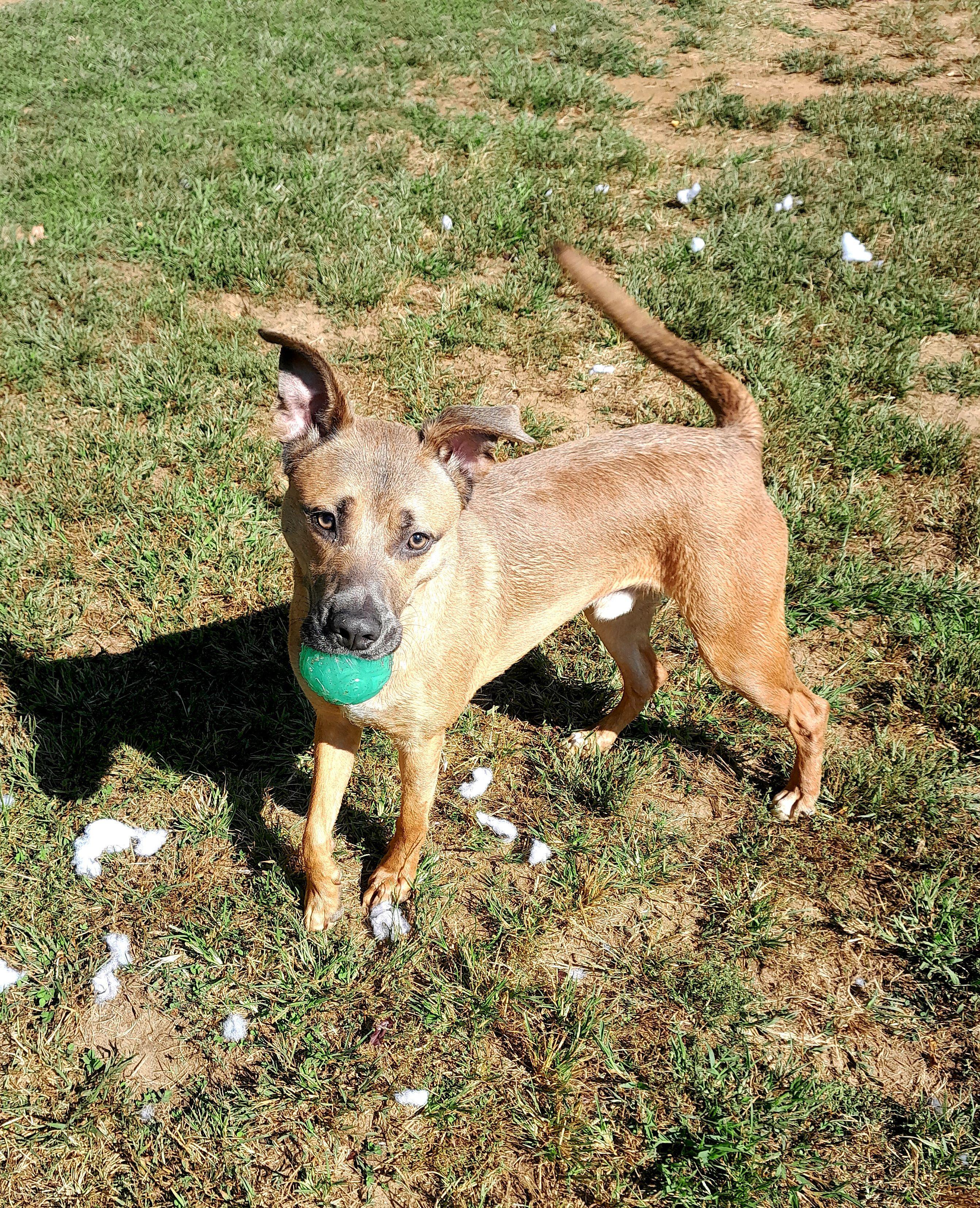 Enlarge Rumble, a Adoptable mixed breed in Mishawaka, IN image 5/6