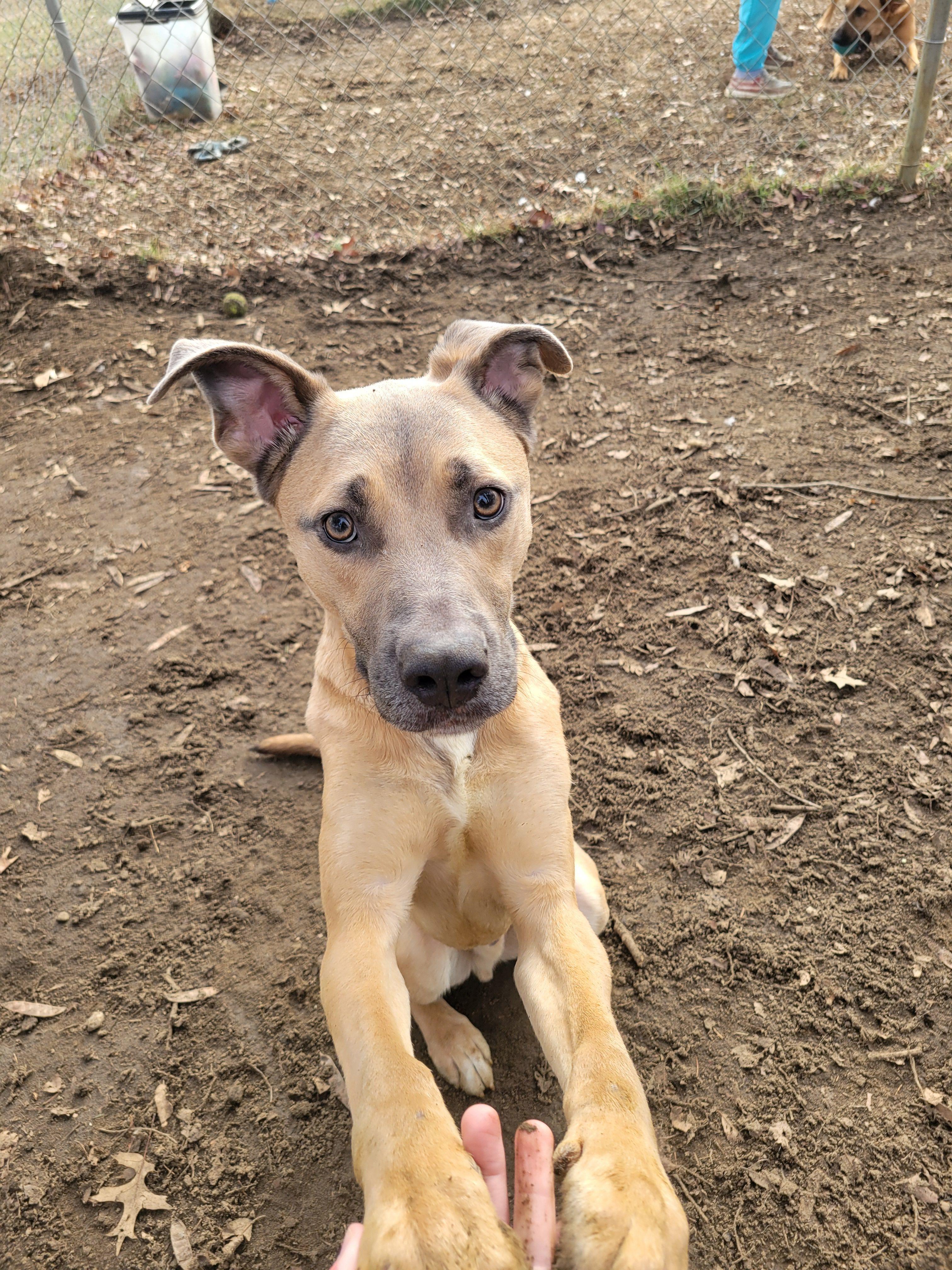 Enlarge Rumble, a Adoptable mixed breed in Mishawaka, IN image 2/6