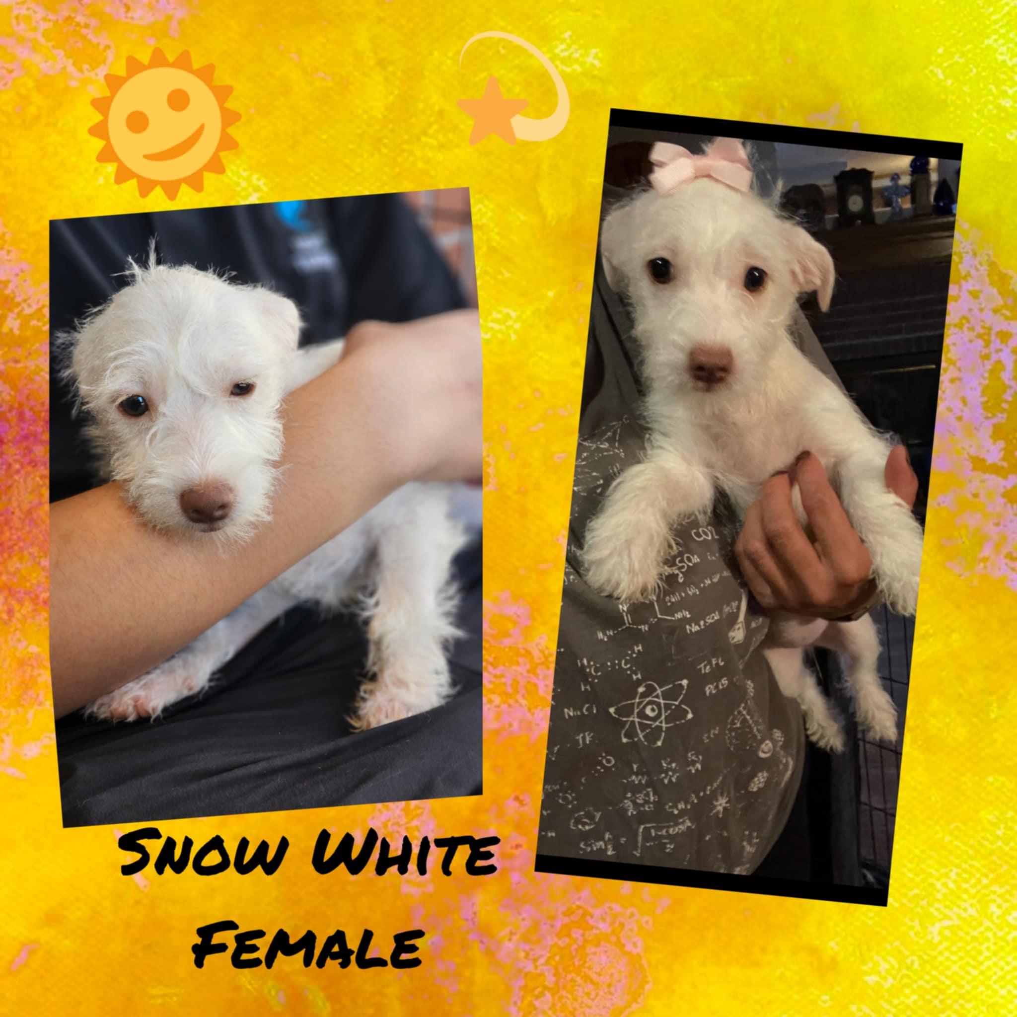 Snow White