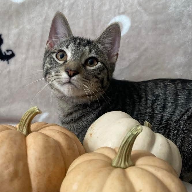 Enlarge Luke, a Adoptable Tabby in Memphis, TN image 6/6