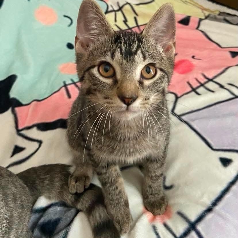 Luke, Adoptable, Kitten Male Tabby.